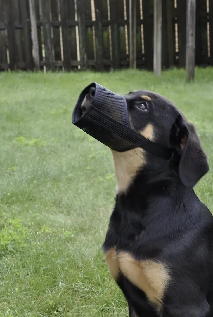 Muzzle for preventing bites