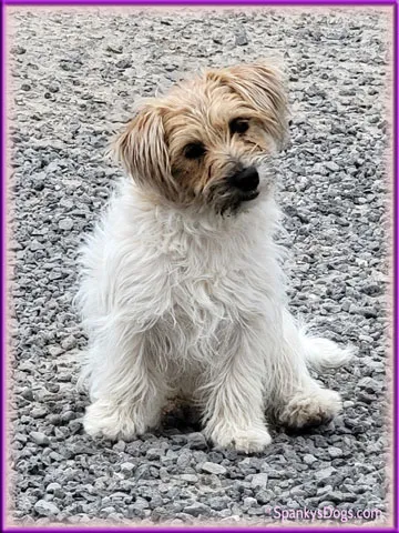 Mya - upcoming Jack Russell Terrier female