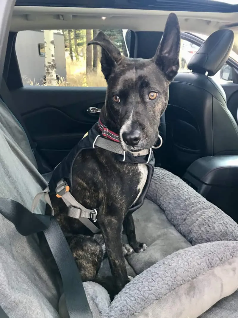 Myles, a brindle dog, comfortably secured in a Ruffwear Load Up crash-tested dog harness in the car