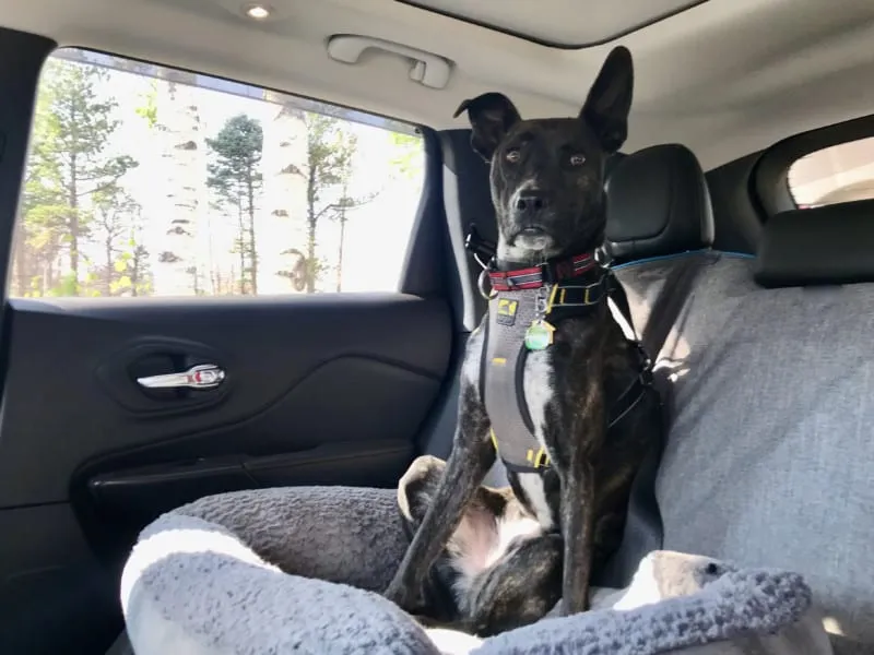 Myles, a brindle dog, safely buckled in a medium Kurgo Impact crash-tested dog car harness, a secure option for UK roads