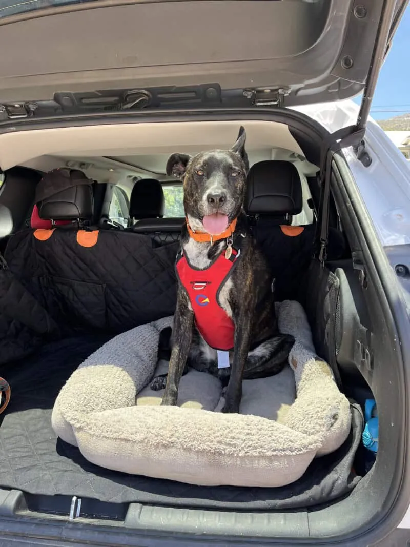Myles, a brindle dog, showcasing the OptimusGear Defender crash-tested dog harness