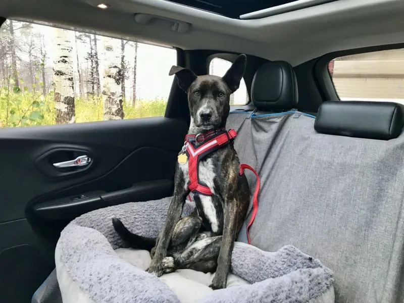 Myles in the AllSafe Comfort front seat dog harness, crash-tested for optimal safety