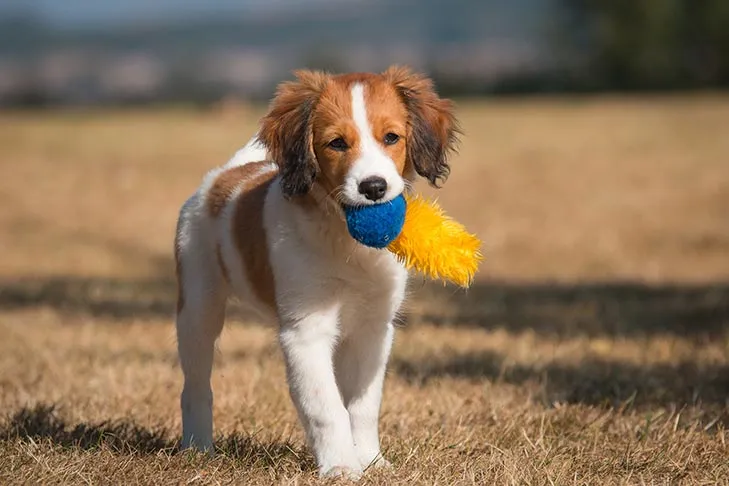 Nederlandse Kooikerhondje puppy outdoors with a toy in its mouth.