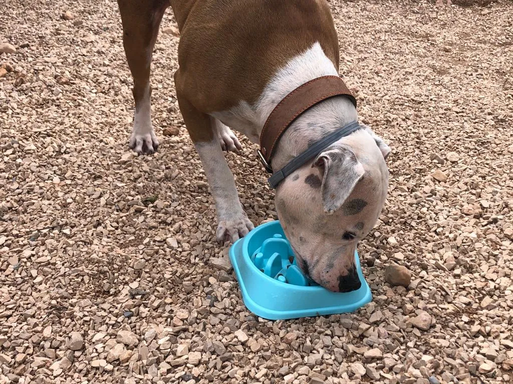Nero, a shelter dog, attempting to eat from the Smarter Paws slow eating bowl
