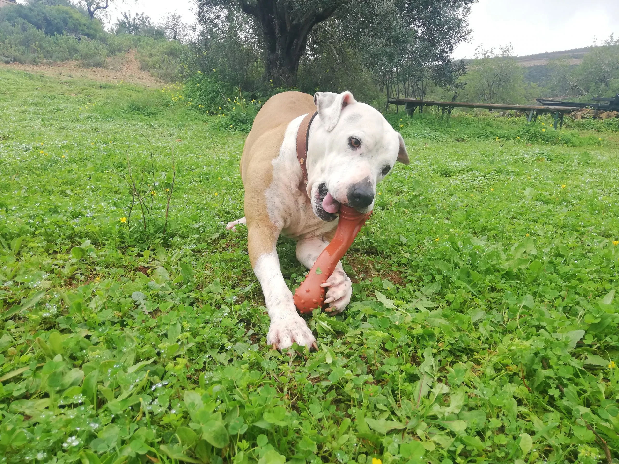 Nero, a strong chewer, intensely gnawing on the durable Nylabone Extreme Tough Dog Chew Toy