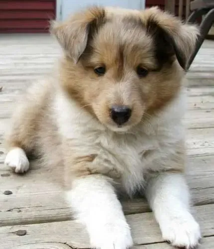 Nessie rides in luxury, stretching her little paws as far as the eye can see. Which is not very far at all when you're a tiny Sheltie puppy.