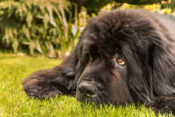 Newfoundland