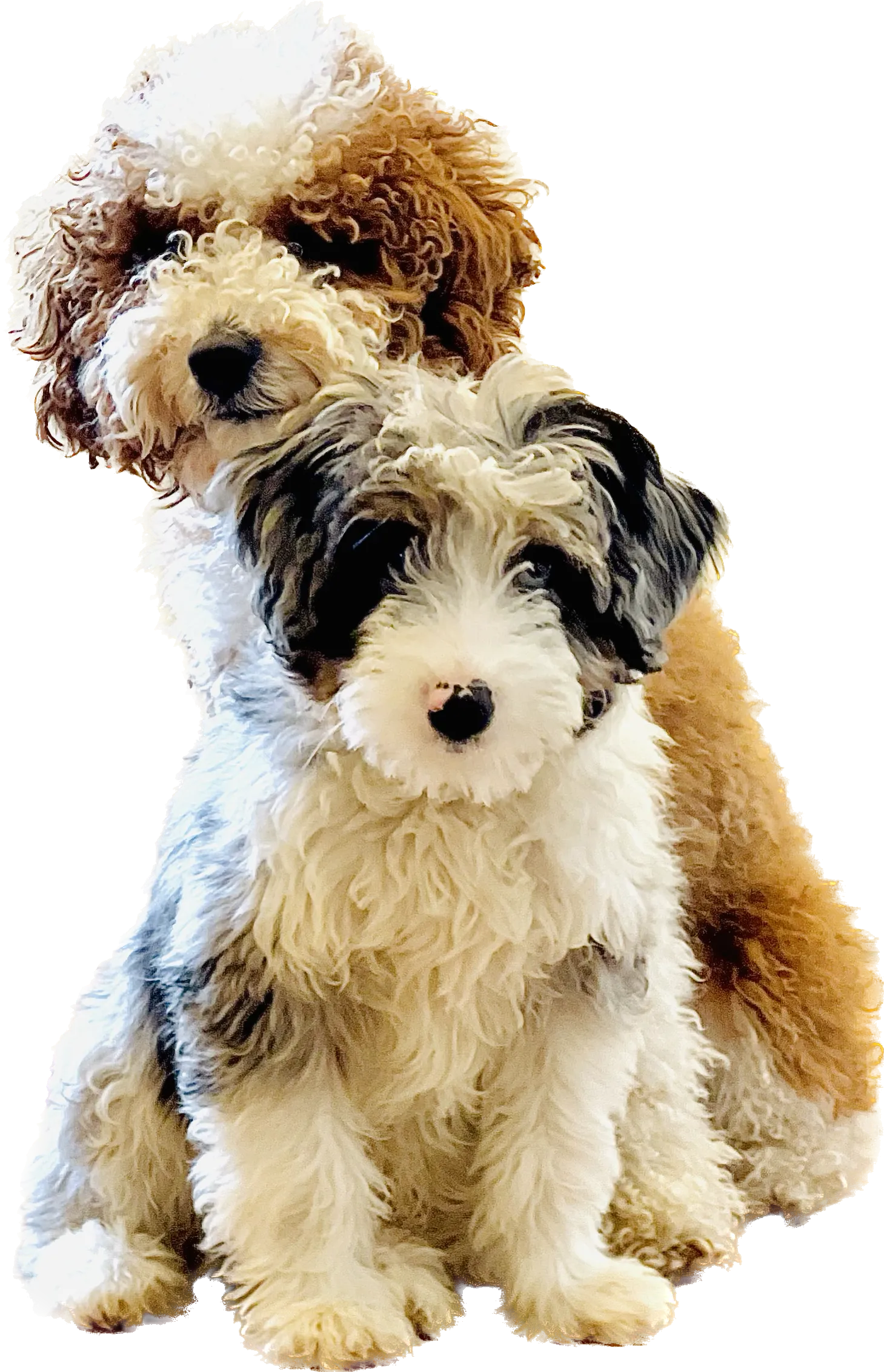 non fading red Tuxedo toy mini embark clear Aussiedoodle. mini toy tuxedo blue merle phantom with tan points blue eyes