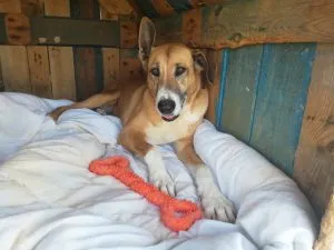 Nora carrying the large orange CyunCmay bone, demonstrating its size for bigger dogs, though its "indestructible" claim quickly failed