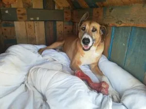 Nora Engaged with Nylabone Extreme Tough Dog Chew Toy
