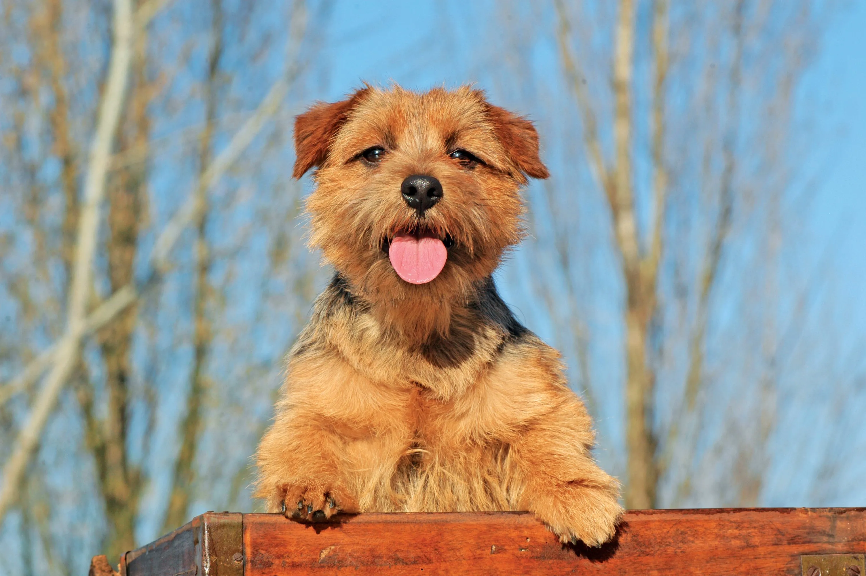 Norfolk Terrier with tongue out