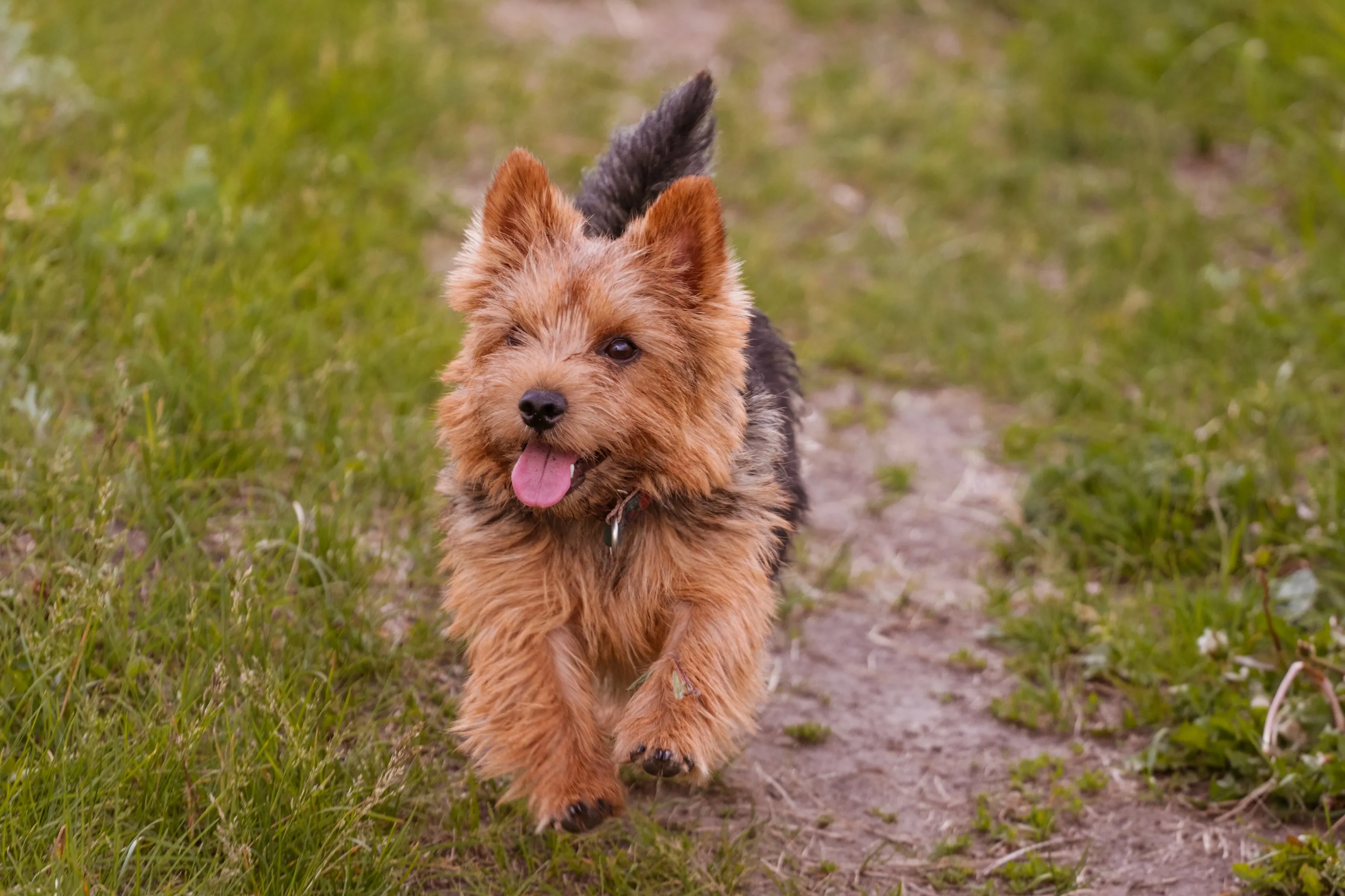 Norwich Terrier trotting across grass