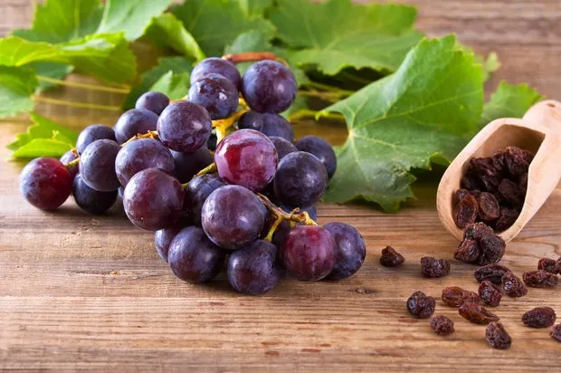 Not all dogs react to raisins and grapes the same way. istockphoto