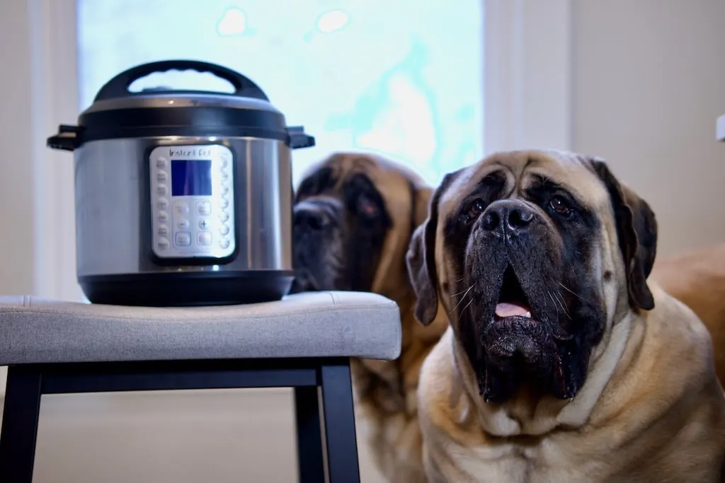 Nutritious instant pot bone broth with gelatinous consistency, ready for dogs.
