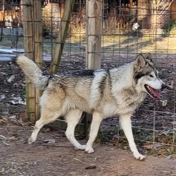 Nyko