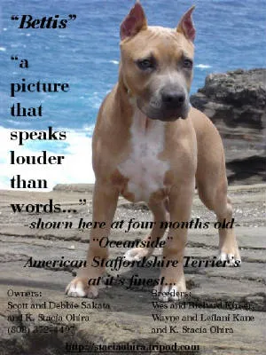 Oceanside's Bettis as a young American Staffordshire Terrier puppy