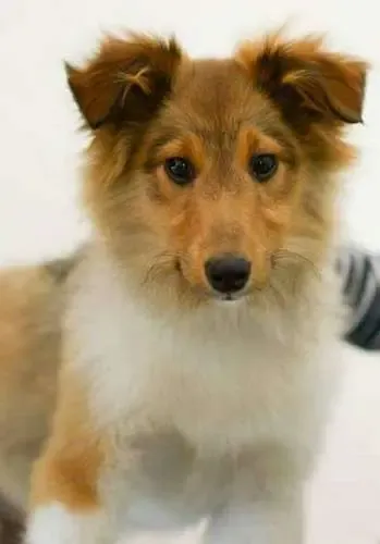 Odin is running for president, with some fantastic animal welfare policies. He's got my vote.