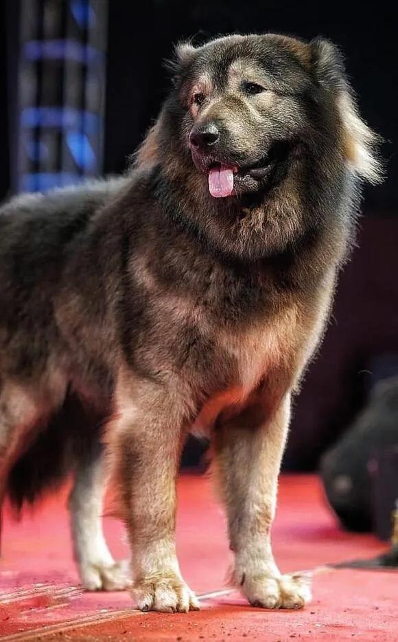 Okami, the world's most expensive dog