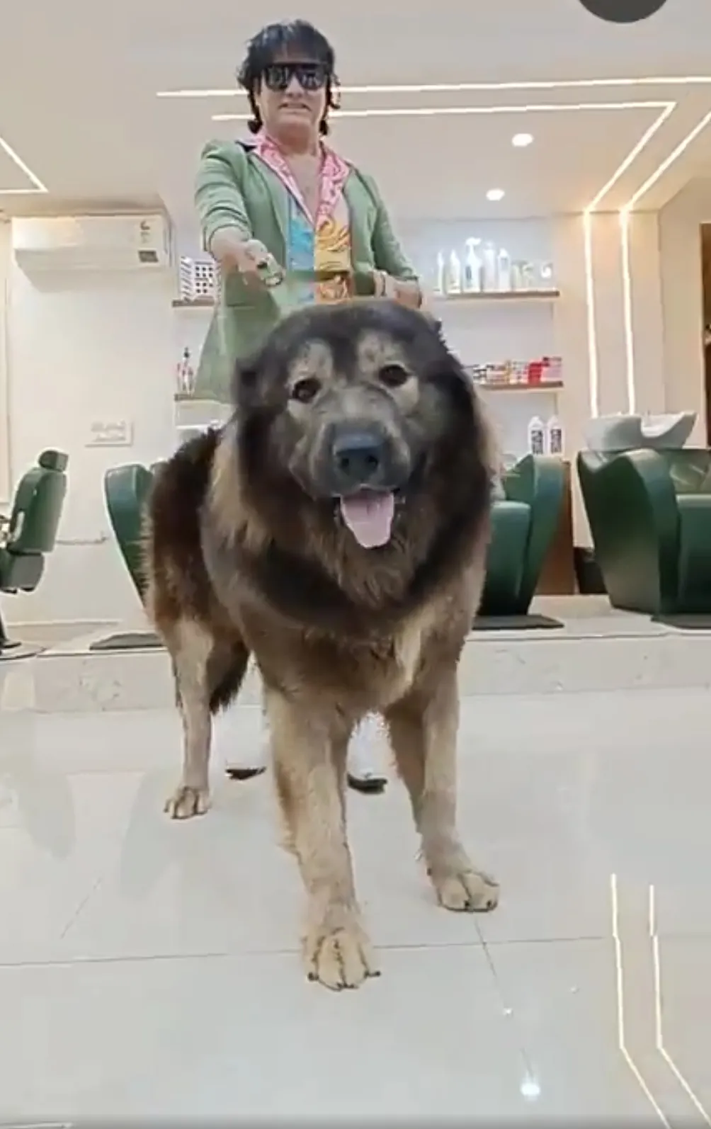 Okami weighs over 165 lbs and stands at 30 in tall at just eight months old.