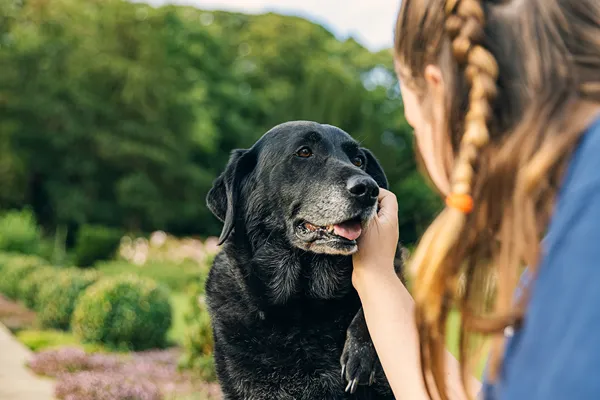 Old dog with arthritis