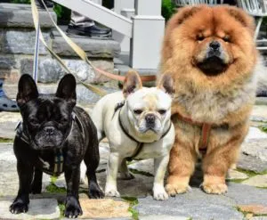 Older Chow Chows observing the new puppies