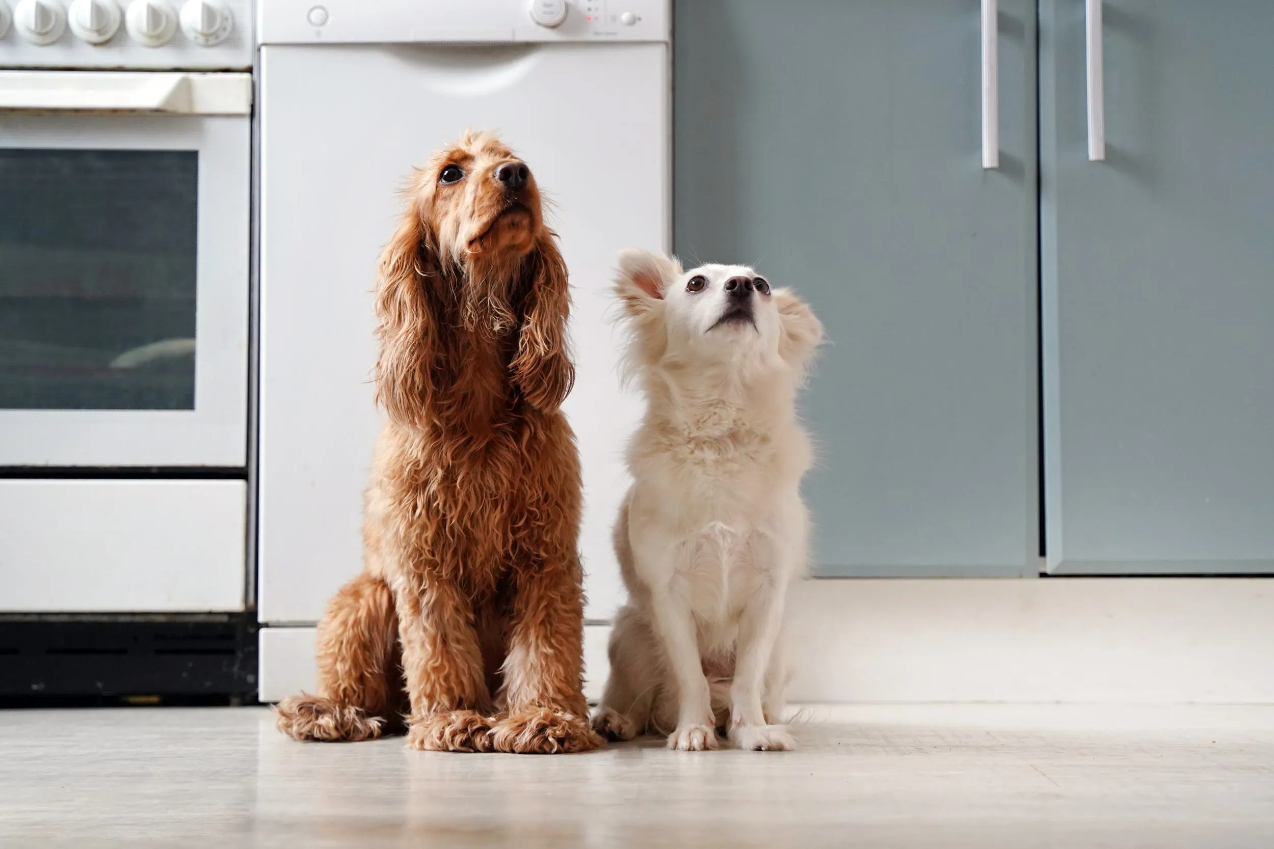 Older dog helping puppy sit