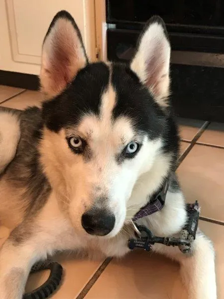Ole Lukoe, a gorgeous 9-year-old calm Husky from Denver, CO, who loves car rides and needs a secure yard