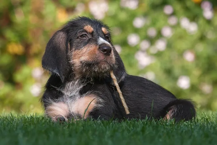 Otterhound puppy chewing on a treat in the grass.