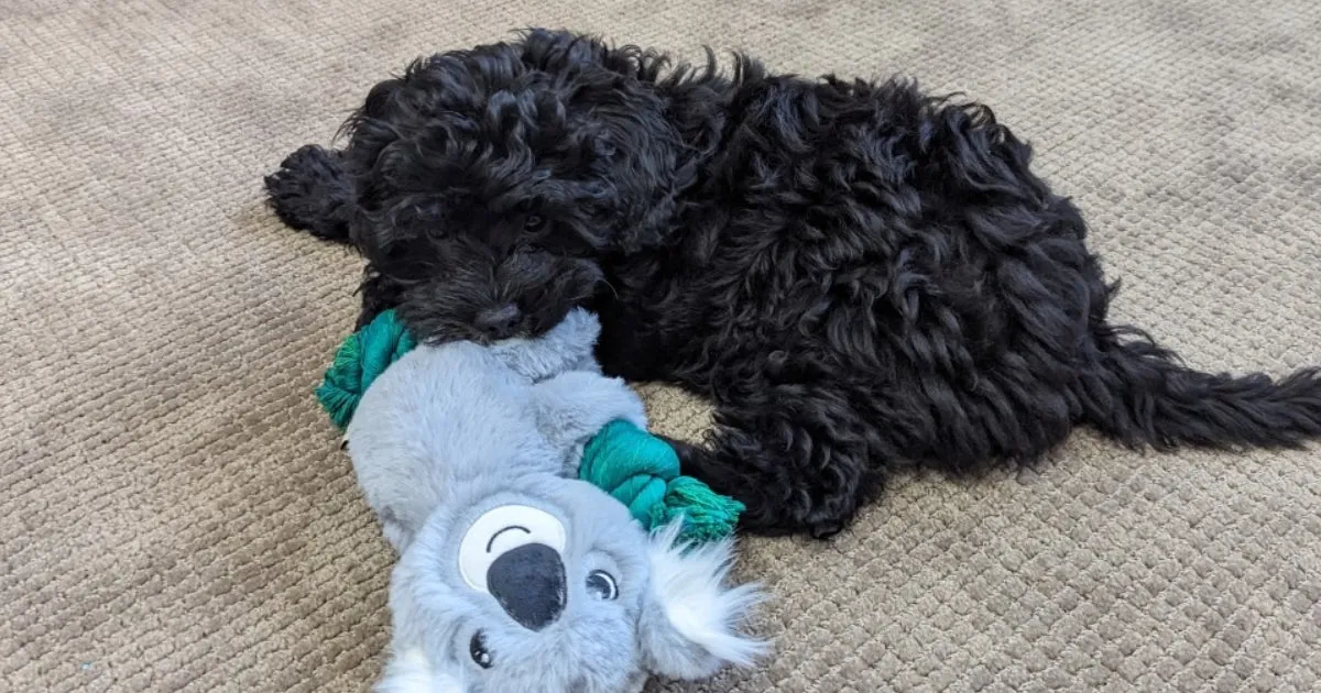 Our Cavoodle puppy playing with a rope toy