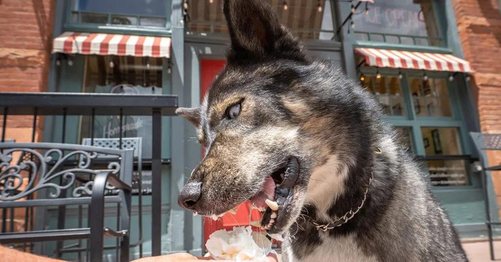 Outtake with from photoshoot of wild-looking dog eating whipped cream from a pup cup