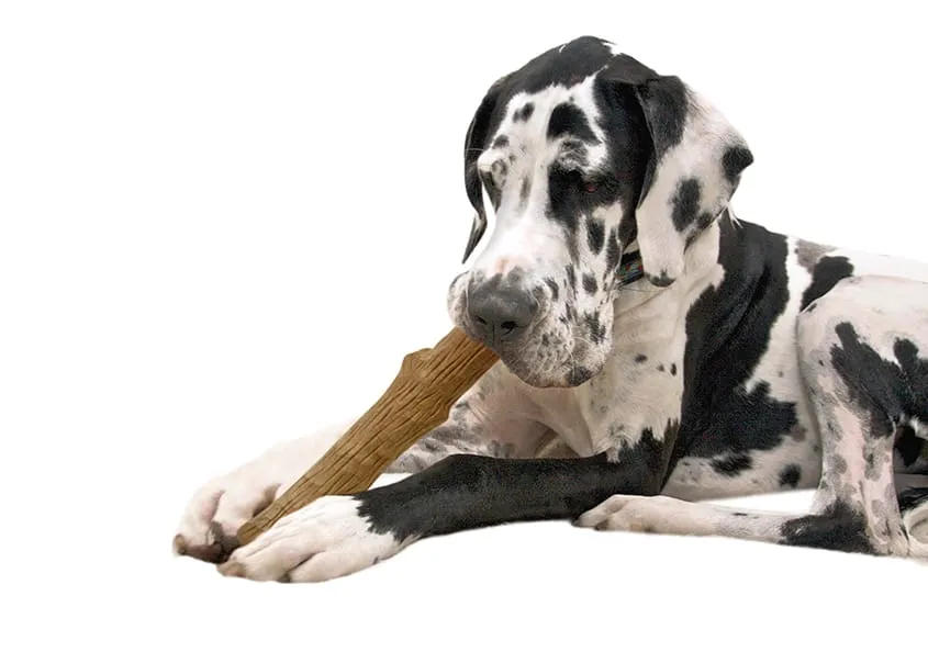 Outward Hound Dogwood Wood Alternative Puppy 2-pack