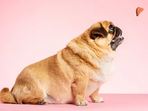 Overweight small dog looking sad