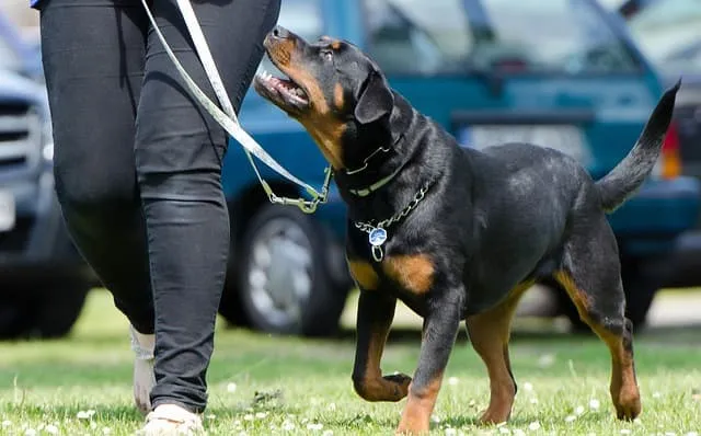 Owner and dog practicing loose-leash walking outdoors