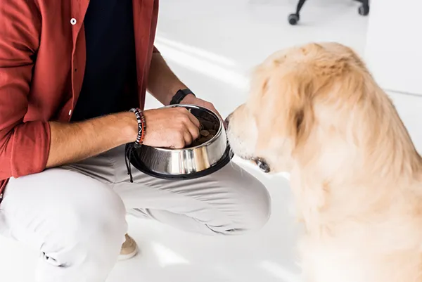 Owner gently hand-feeding a small dog to encourage eating during illness.