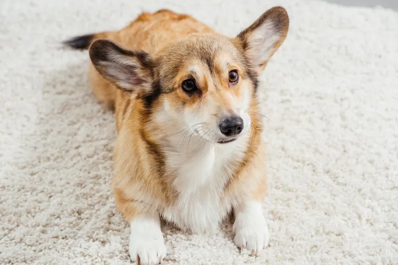 pads for dogs in heat, dog period diapers, dog period pads