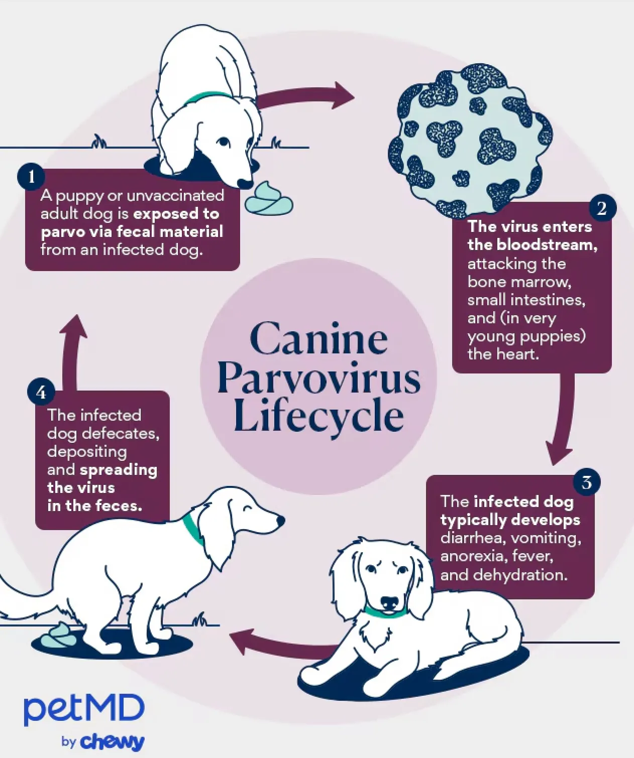 parvo in dogs and puppies; An illustration depicting the transmission cycle of parvovirus among dogs and puppies, emphasizing how easily the virus can spread through contaminated environments and direct contact.