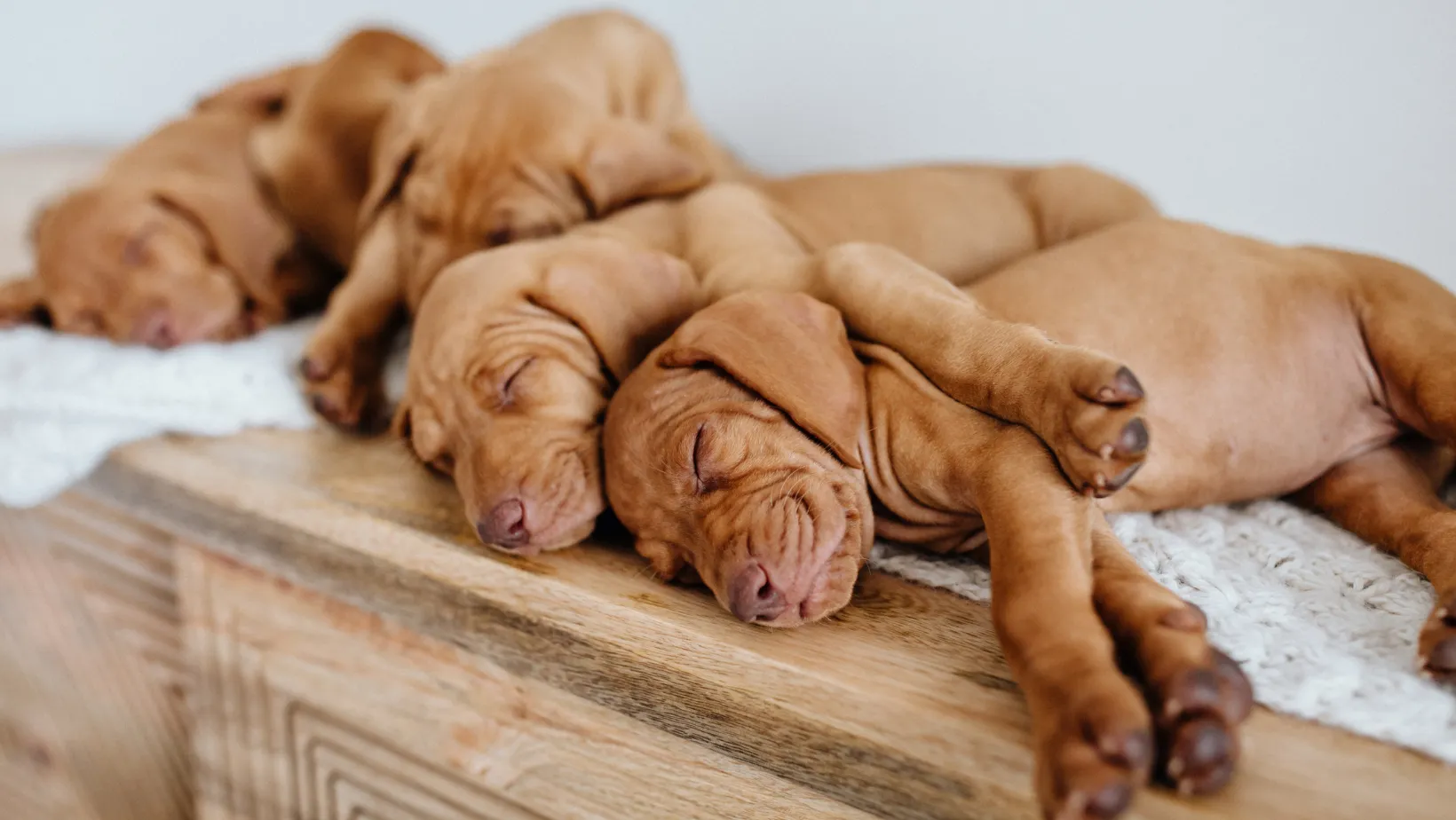 peaceful puppies sleeping
