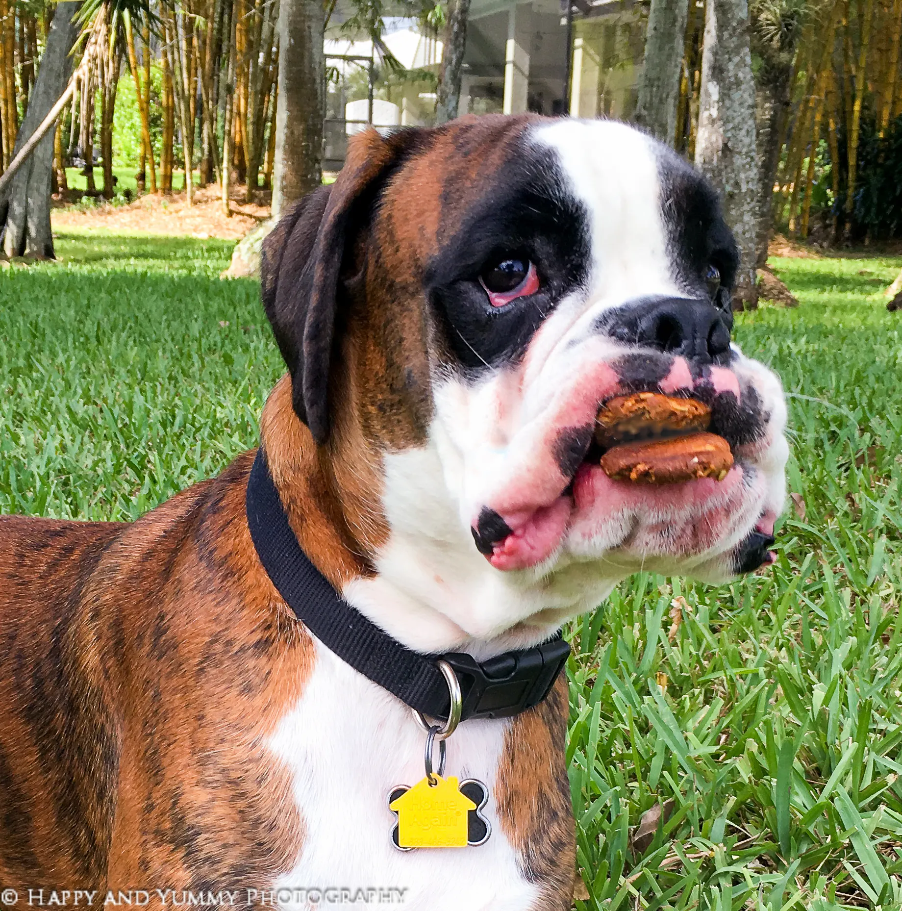 peanut butter dog cookies-7577-2