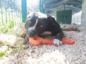 Pebbles carefully interacting with the CyunCmay XL Dog Toy Bone