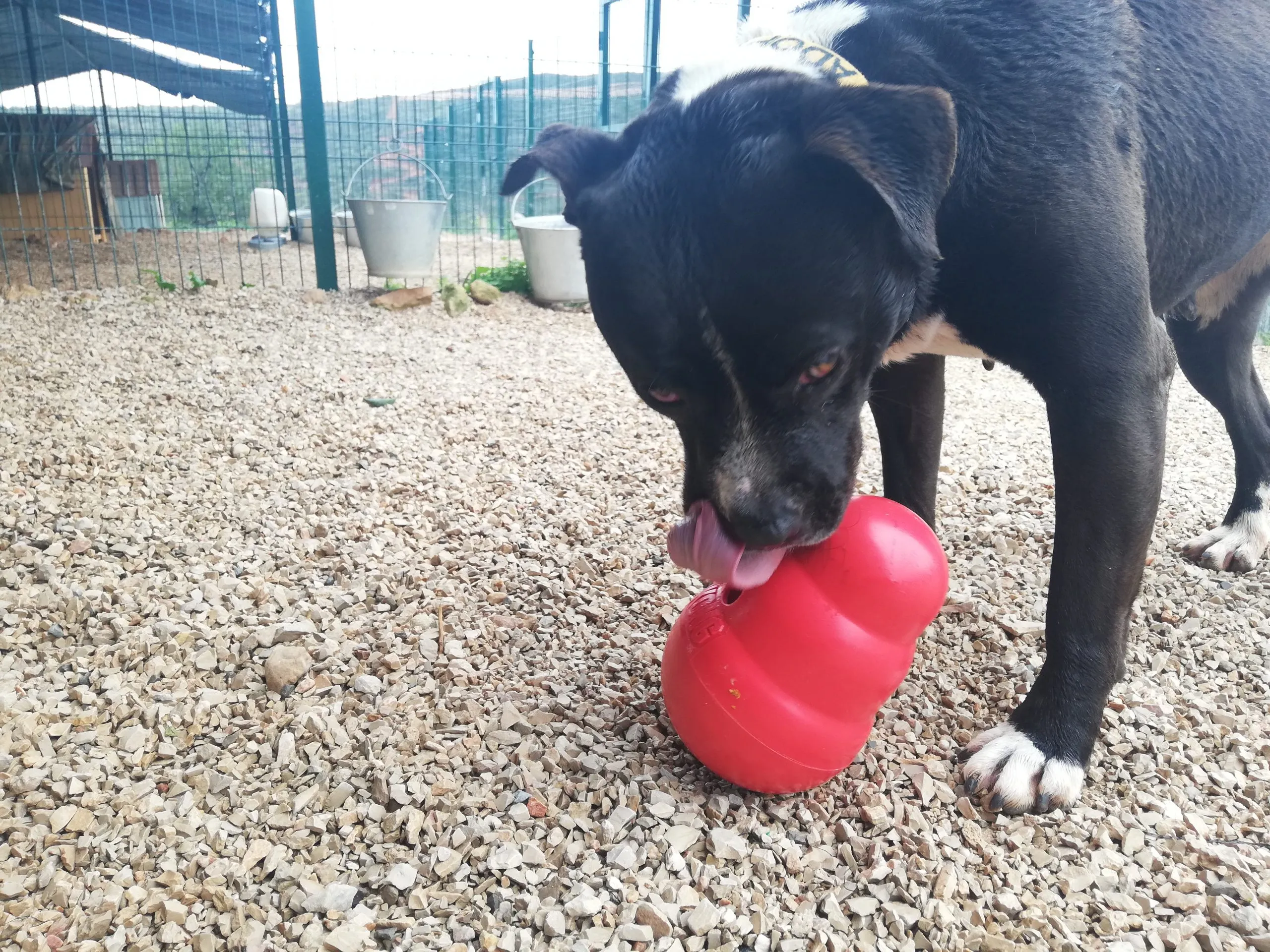 Pebbles interacting with the Kong Wobbler, a popular choice among interactive dog toys for chewers UK