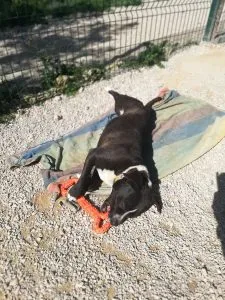 Pebbles resting with the CyunCmay XL Dog Toy Bone, a soft chew toy