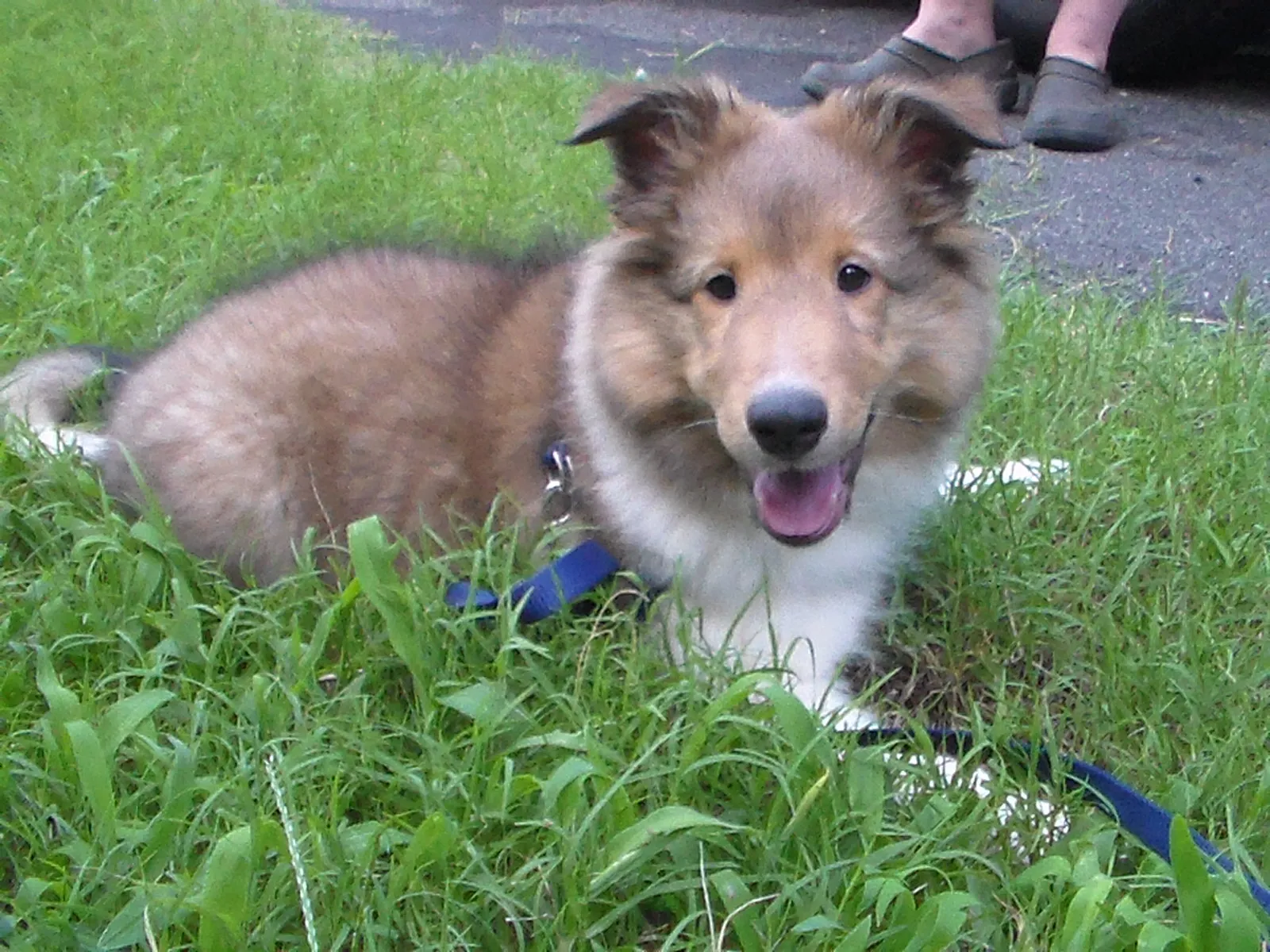 People who are training their own service dogs are under a huge amount of pressure