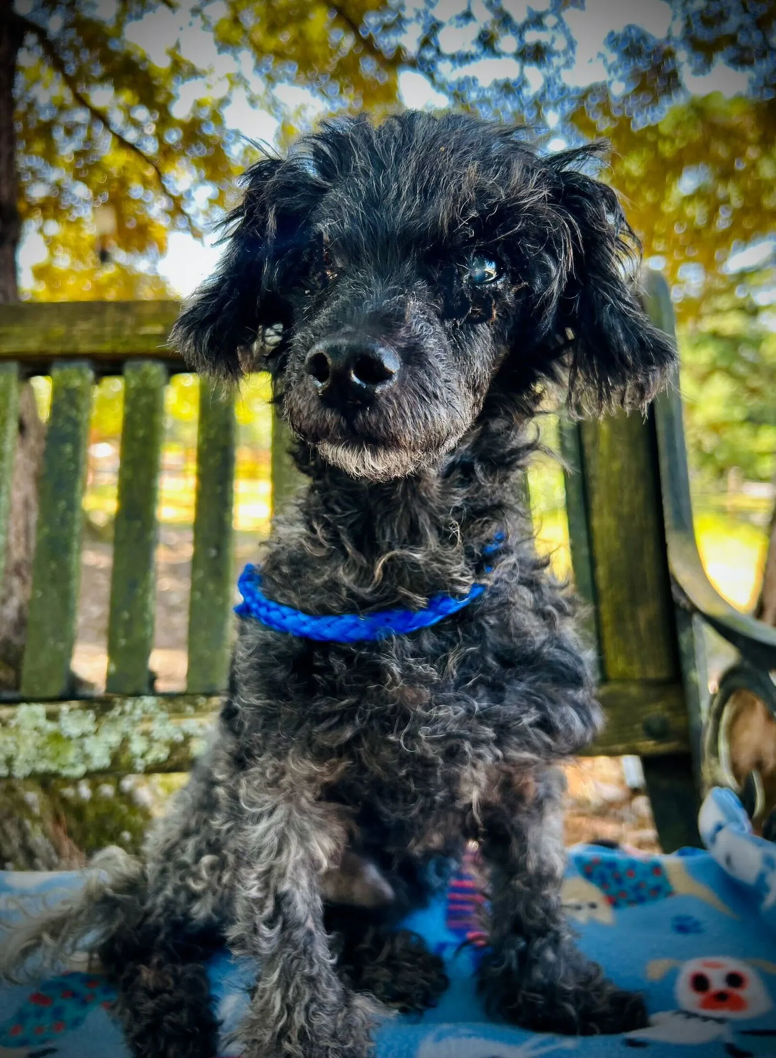 Pepe, a Miniature Poodle mix with a long coat, representing the diversity and charm of poodle crossbreeds.