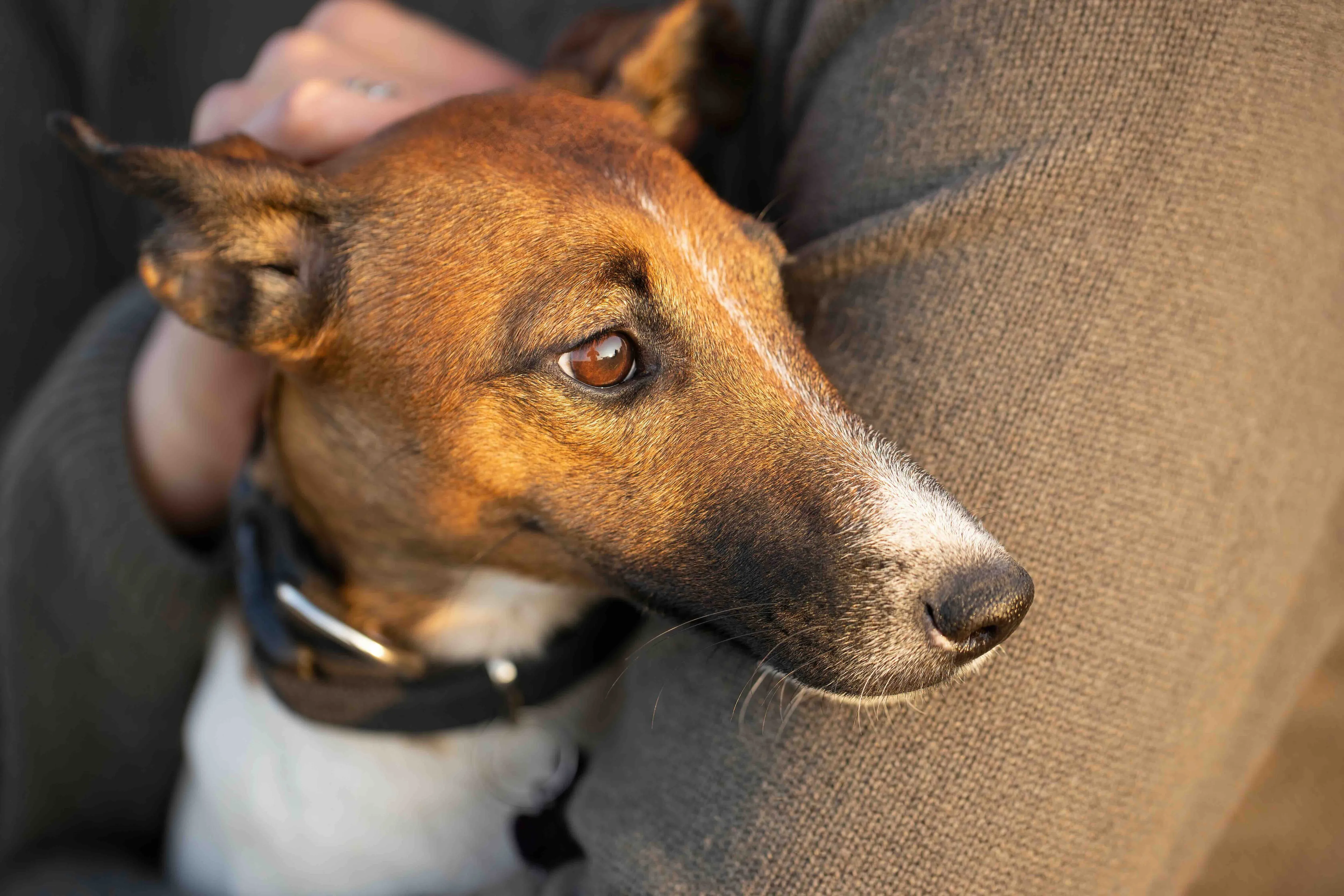 person holding a smooth fox terrier