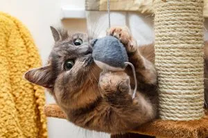 Person playing with a cat indoors with a feather toy.
