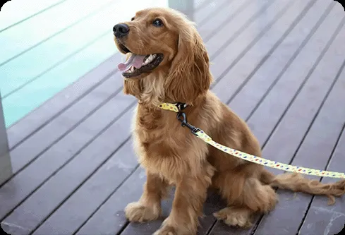 Personalised Dog Collars for Dog Walking