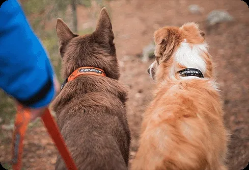 Personalized Dog Collars for Identification
