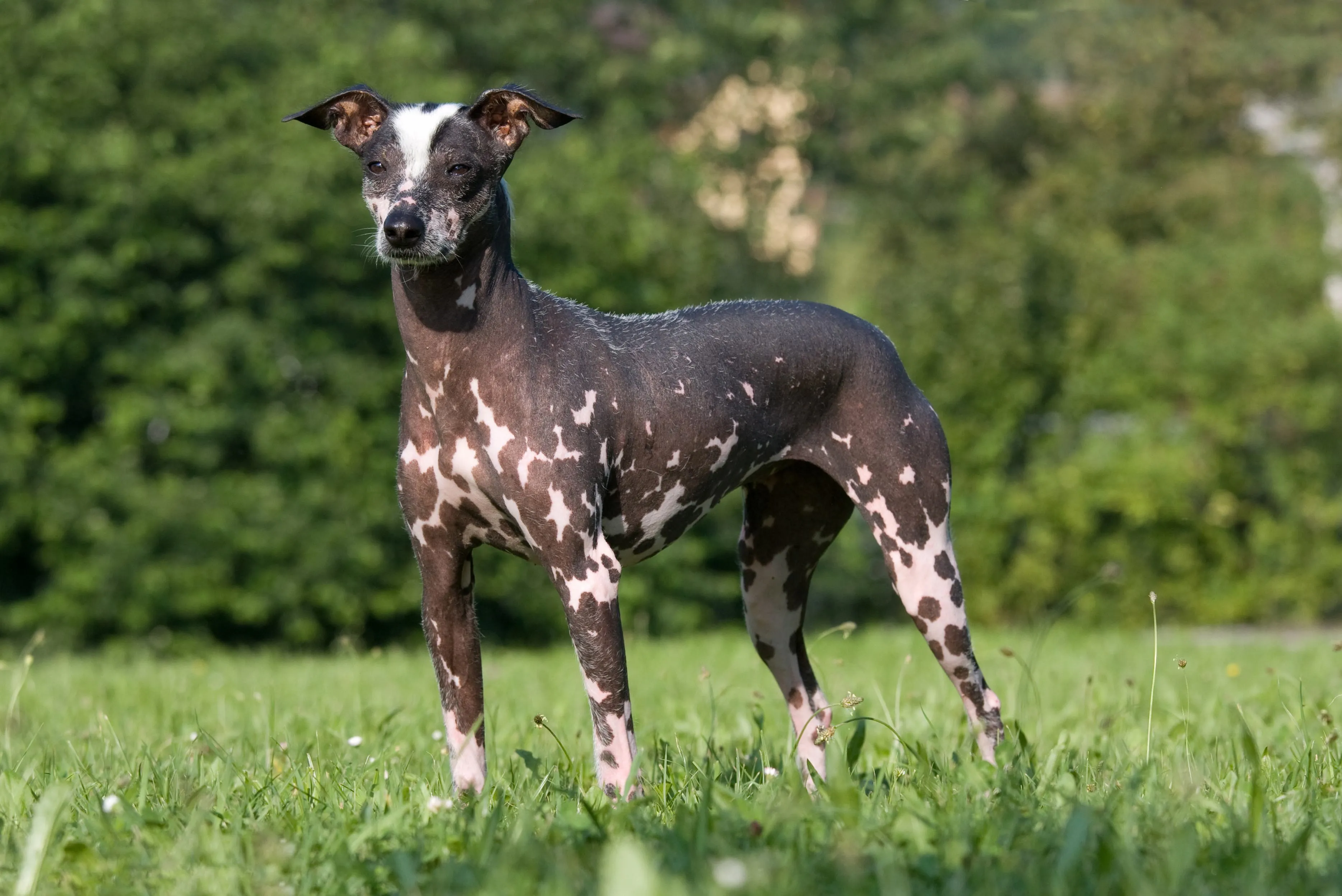 Peruvian Inca Orchid dog with minimal hair standing in a natural setting