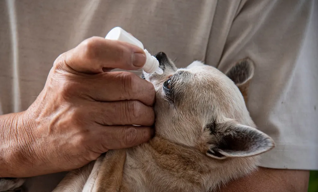 Pet owner administering eye drops in dog’s eyes