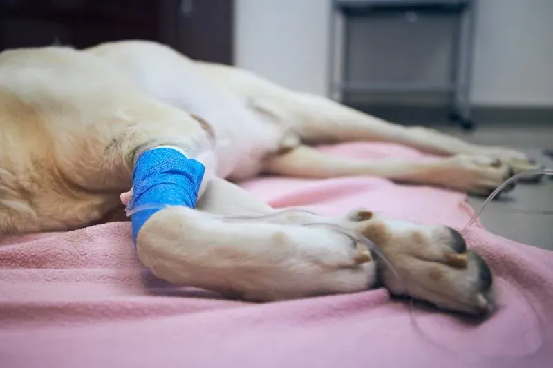 Pet owner comforting a sick dog